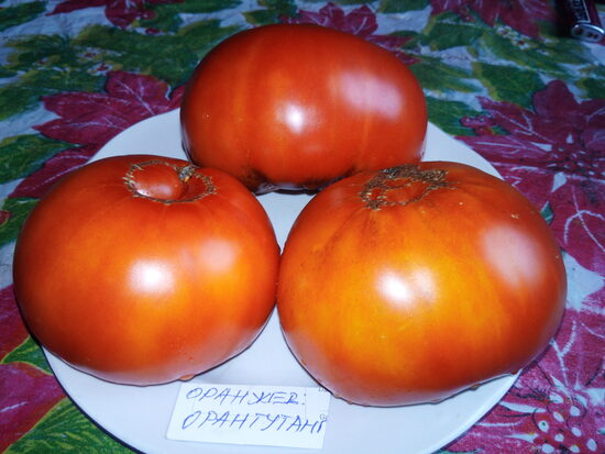 Оранжевый Орангутанг